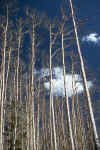 Leafless Aspens.jpg (43009 bytes)